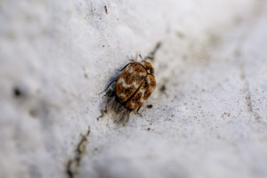 За неделю от укусов клещей во Владимирской области пострадали 3 взрослых и 2 ребенка