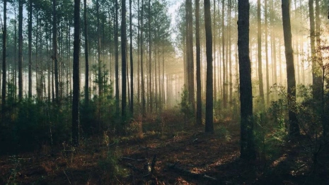 Во Владимирской области «черный лесоруб» избежал реального срока за вырубку 164 деревьев 