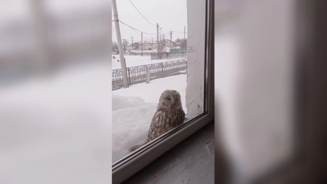 В Гороховце заметили длиннохвостую неясыть