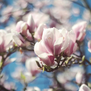 Во Владимирскую область придет майское тепло