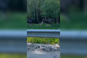 С начала года на дорогах Владимирской области погибли 40 лосей