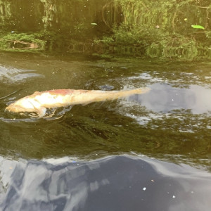 Рыба в Клязьме под Владимиром продолжает массово гибнуть