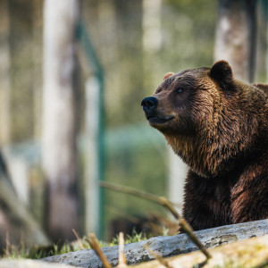 Во Владимирской области заметили бурых медведей
