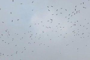 Появился неутешительный прогноз на первые выходные декабря во Владимире