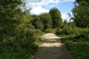 Во Владимире сформировали рабочую группу по благоустройству парка у ДТЮ