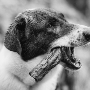 В СНТ в Петушинском районе ввели карантин по бешенству