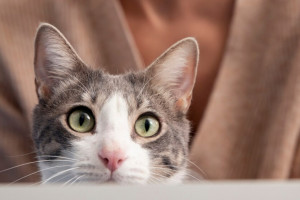 В деревне под Вязниками отменили карантин по бешенству животных