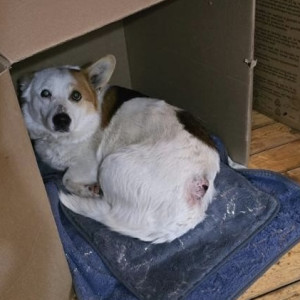 Владимирские волонтеры спасли собаку с дырой в спине