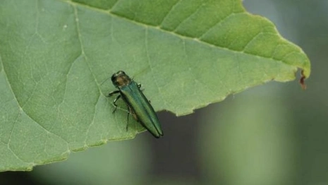 Во Владимире на территории 138 тыс. га установили карантин по ясеневой златке