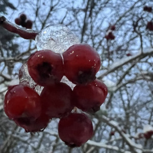 Потепление придет во Владимирскую область во второй половине декабря