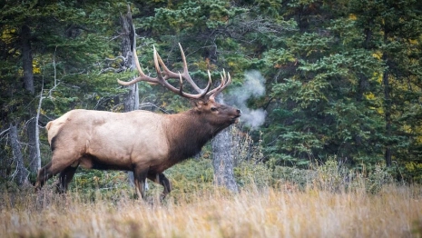 Во Владимирской области двое мужчин заплатят 2,5 миллиона за двух убитых лосей