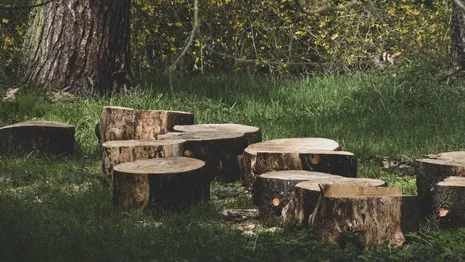 Во Владимирской области бизнесмена осудили за фиктивную валку деревьев в детских садах