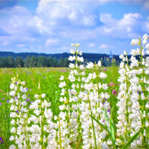 Во Владимирской области зацвели люпиновые поля
