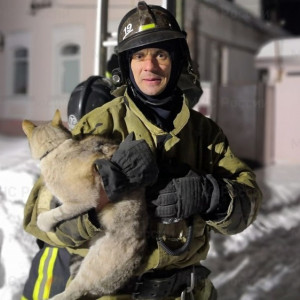 В Гусь-Хрустальном спасатели достали застрявшего на электрическом столбе кота