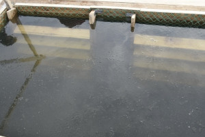 Появилось расписание крещенских купаний во Владимире