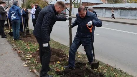 Во Владимире начали высаживать новые деревья вместо 1000 вырубленных