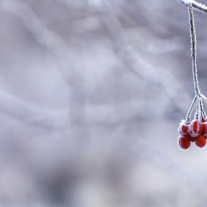 Пик оттепели во Владимирской области придется на Крещение