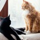 Во Владимирской области сняли ограничение на число кошек в квартирах
