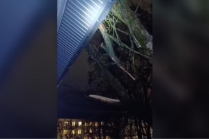 Во Владимире дерево рухнуло с территории школы на 3-этажный дом