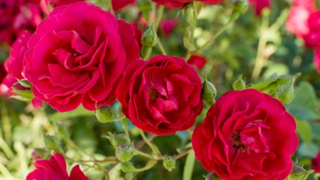 На улицах Владимира высадят один из самых ароматных сортов роз в мире