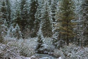 Во Владимирской области 59-летнего мужчину в синей шапке нашли живым