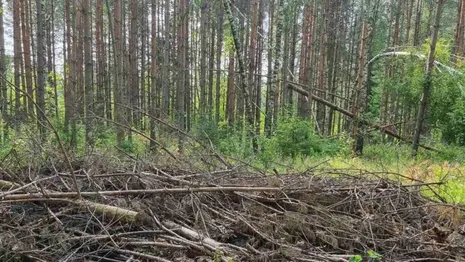 В Судогде лес захламили ветками после рубки деревьев