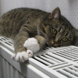 Отопление в жилых домах во Владимире начнут включать 20 сентября