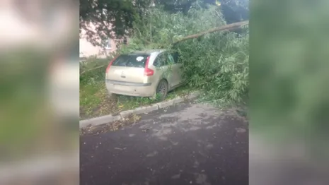 Управляющая компания заплатит за упавшее на машину дерево в Александрове