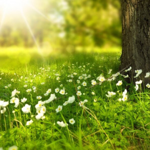 Четверг станет самым теплым днем во Владимирской области с начала года