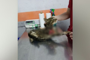 Во Владимирской области в депо нашли покалеченного кота