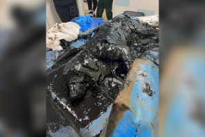 На волоске от смерти. Волонтеры из Мурома спасли тонущую в мазуте собаку