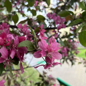 Во Владимире центральную улицу украсят 18 красных яблонь