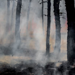 На севере Владимирской области объявили пятый класс пожарной опасности