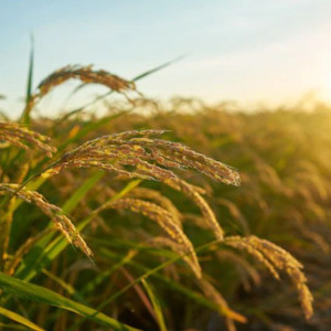 Прогноз погоды во Владимирской области на 26 августа