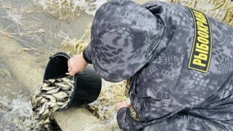 Во Владимирской области в Клязьму впервые выпустили сазана