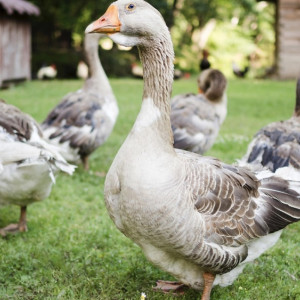 В Суздале снова отказались от гусиных боев на Масленицу