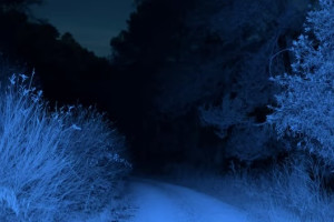 Пропавшего в Муроме 73-летнего мужчину нашли мертвым