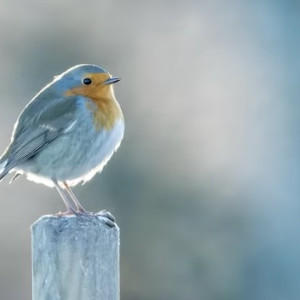 Филиппов день: что нужно сделать 27 ноября, чтобы не потерять отношения