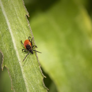 Во Владимирской области 58 снятых с жителей клещей оказались переносчиками болезни Лайма
