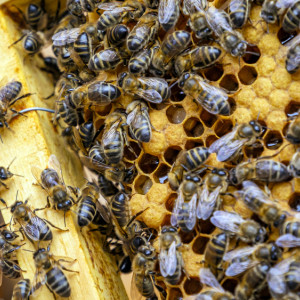 Народные приметы: что можно и нельзя делать 17 января в день Зосима Пчельника