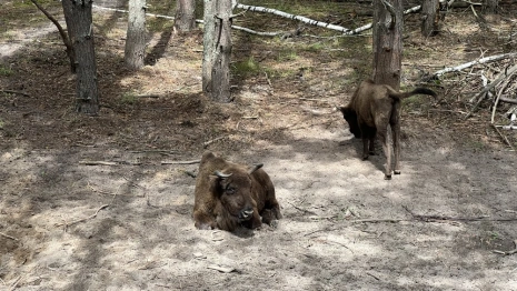 Владимирский губернатор снова заговорил об экопарке для зубров