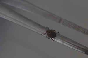 С людей во Владимирской области сняли 11 зараженных вирусами клещей