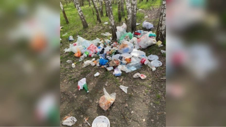 Жители Владимира пожаловались на замусоренный лес