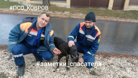 В Коврове спасатели достали провалившуюся в подвал собаку