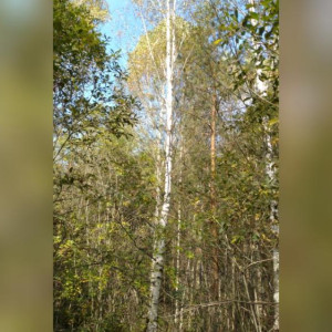 В Судогде многодетной семье выдали заросший деревьями и кустами участок