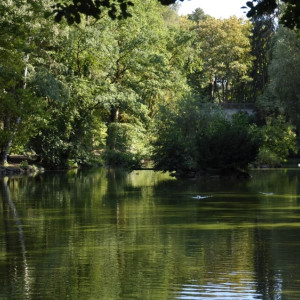 Во Владимире обновление старых садов у ДТЮ начнут в 2023 году 