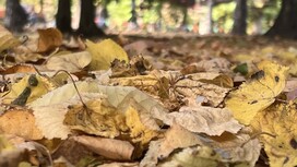 Октябрь во Владимирской области начнется с похолодания