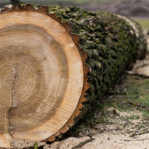 Жителя Покрова будут судить за вырубку 1,5 тыс. деревьев вместо 14 разрешенных