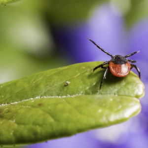 За неделю от укусов клещей пострадали 134 жителя Владимирской области