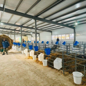 На племенном заводе «Пролетарий» во Владимирской области откроют боксы на 1100 телят